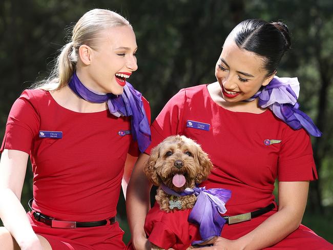 Virgin Australia wants to become the country’s first airline to operate domestic flights with pets in the cabin from next year. Virgin Australia team members with cavoodle, Marcel. Pic Alex Coppel