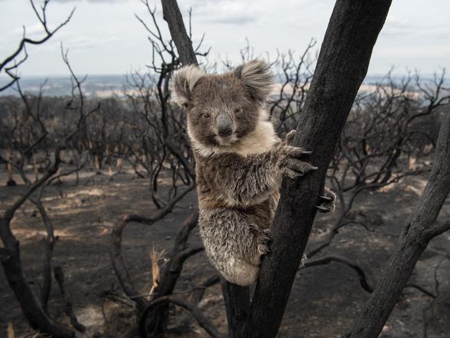 Minderoo will invest ways to respond quicker to fires, including using drones and autonomous vehicles to put them fires before they become a threat. Picture: Brad Fleet