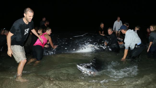 RESCUE EFFORT: Palm Beach locals working to save a juvenile humpback whale stranded on Palm Beach. Picture: Glenn Hampson