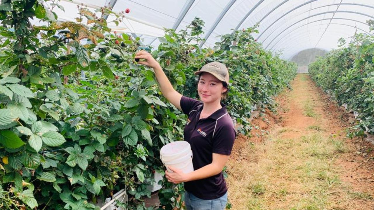 A TAFE student working on one of Costa’s farms. Picture: Supplied