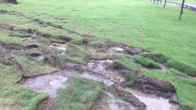 Turf destroyed in Brien Harris Oval in Ormeau by someone who wanted to get free fruit from Damien Van Twest. Supplied.