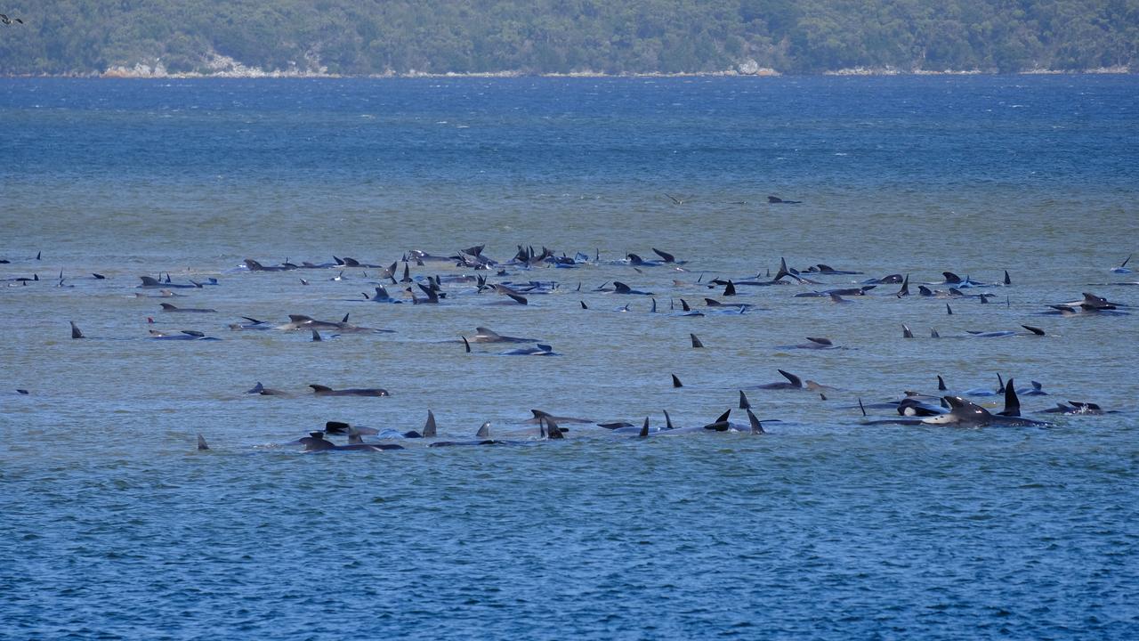 Hundreds of pilot whales stranded on a sandbank at Macquarie Heads, near Strahan in Tasmania's northwest. Picture: Ryan Bloomfield