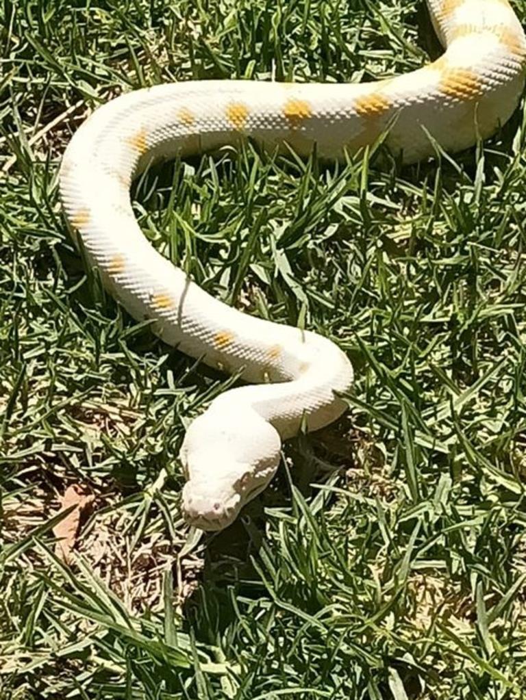 Bino, our Darwin carpet python, checking out the garden in Morphett Vale. Supplied by Kylie Cook.