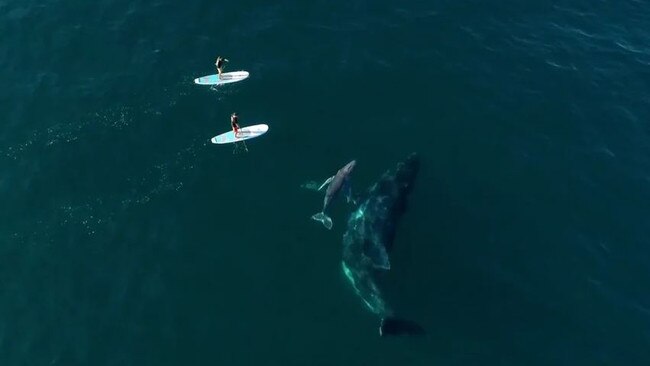 A mum and her cub approach Jeff and Kayla as they test out the new Atlantis Pacifico SUPs. Vision from Tim Beban, Surfboard Warehouse.