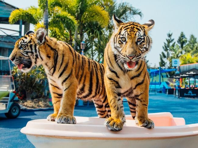 You can see Tiger Island, and wildlife at Dreamworld Picture: Destination Gold Coast