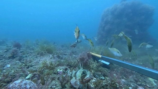 Fish captured near the Turners Beach artificial reef using a baited remote underwater video (BRUV). Picture: Sarah Ugalde