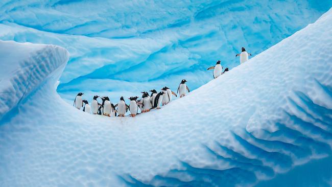 We’re at a planetary juncture with nature, in terms of climate and extinction upheaval. Picture: Getty