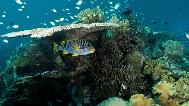 UNESCO finds the Great Barrier Reef is no longer in danger.