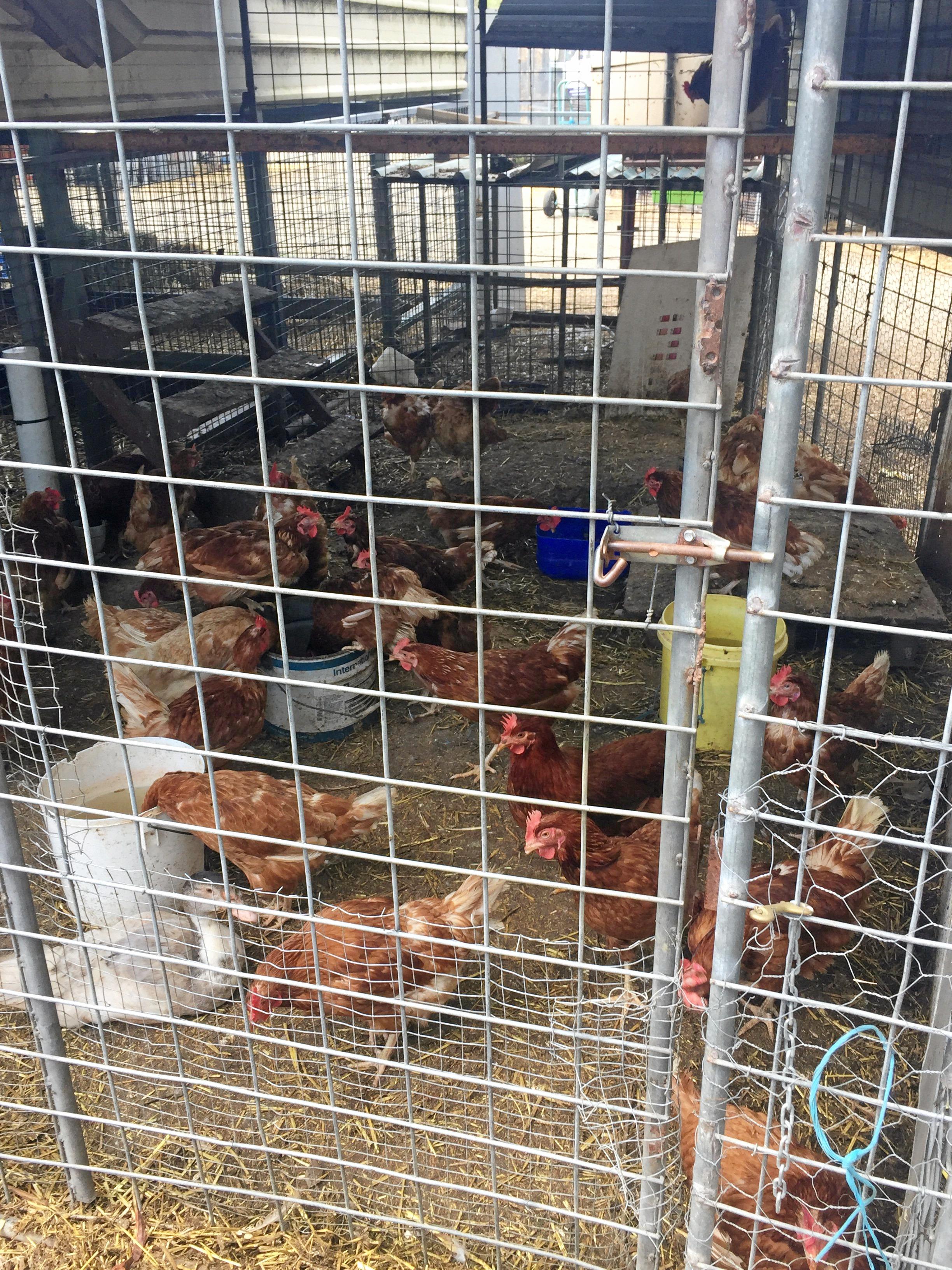 Photos taken at Stocks Produce during an RSPCA investigation in to the business' care of the animals it had for sale.