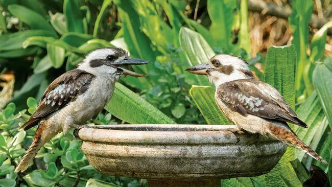 The Creating a Bird Friendly Garden book, by Stephanie Jackson, gives useful hints on garden design features with the needs of birds in mind.