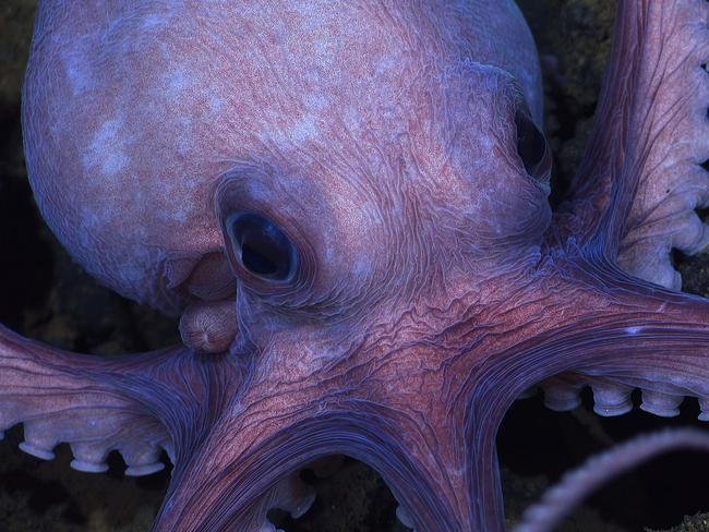 There’s no other way to put this: octopuses are weird – but awesomely so. Picture: Disney+