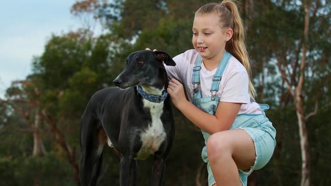 Aria Averillo, 9, cured her fear of dogs thanks to pet greyhound Herbert. Picture: Justin Lloyd