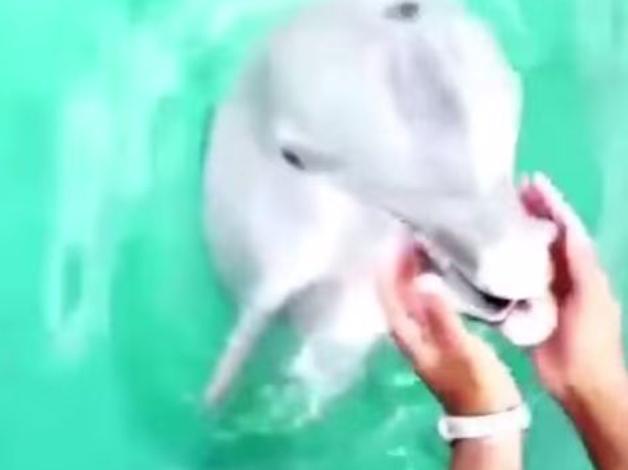 Dolphin retrieves phone dropped at sea