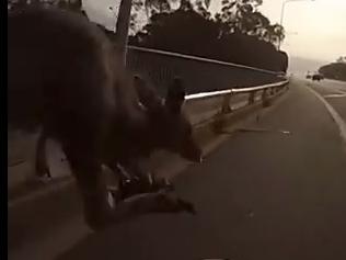 Cyclist knocked off her bike by kangaroo