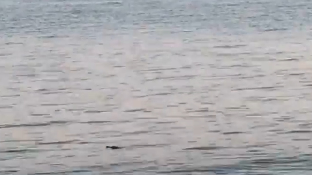 A Darwin resident got a surprise when he went to cast a line near the Deckchair Cinema on Monday morning – there was a croc lurking one metre from the shore. Pictured, the croc after it had moved away from the shore