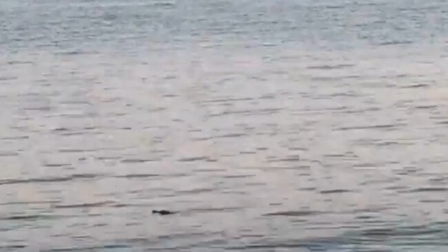 A Darwin resident got a surprise when he went to cast a line near the Deckchair Cinema on Monday morning – there was a croc lurking one metre from the shore. Pictured, the croc after it had moved away from the shore