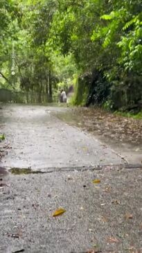 Swimmers take plunge in dangerous Cairns creek