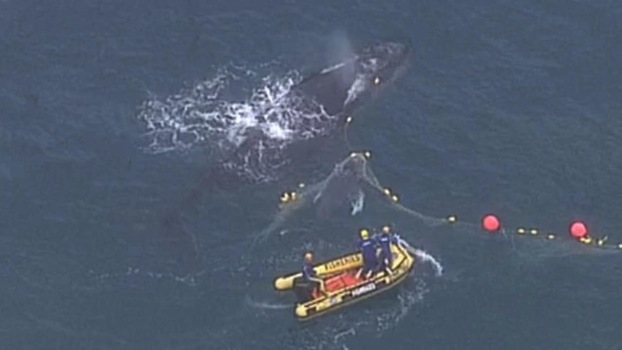 The trapped whales. Credit: 7NEWS.