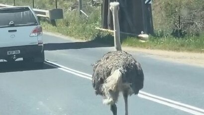 The ostrich on a road near Mudgee. Photo: Wes Pirie.