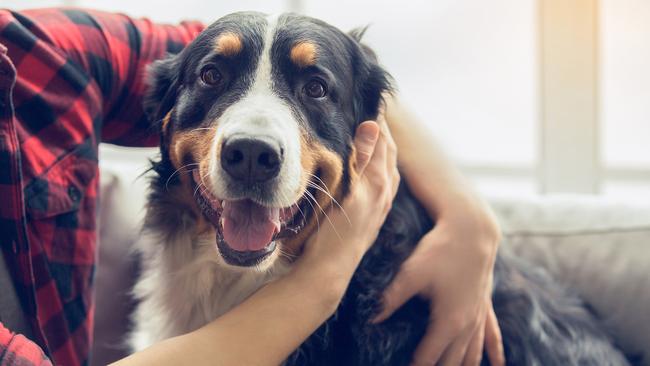 One thing every new pet owner should know. Picture: iStock