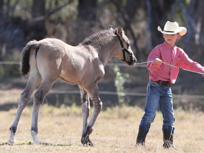 4 weeks old "Eatons Hill Soloman"  a rare Grulla Dun Morgan foal with its 8yrs old twin owners Daniel and Wyatt Wong at Dayboro . This is the only Dun Morgan in Australia. Pic Annette Dew