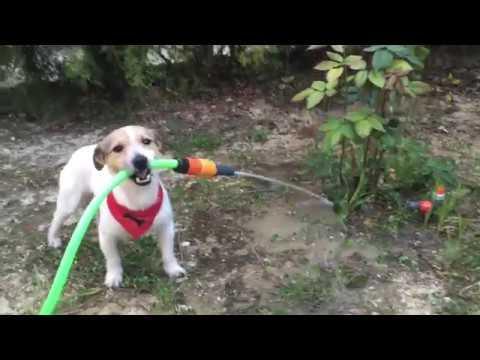 Helpful Puppy Tries His Hand at Gardening. Credit - iammaylo via Storyful