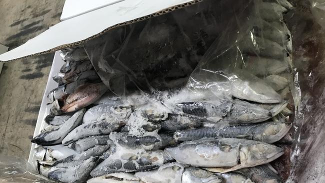 The AFP intercepted a shipment of 59kg of cocaine concealed in frozen fish from Peru.