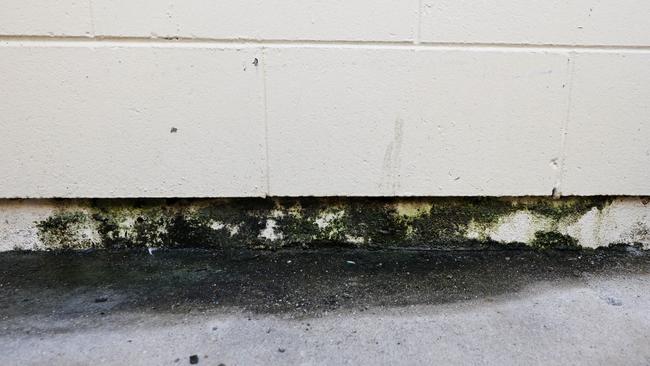 For the past two years, the tenant has endured leaking pipes in her unit walls and puddles of water pooling onto the floors causing mould growth. Picture: Brendan Radke