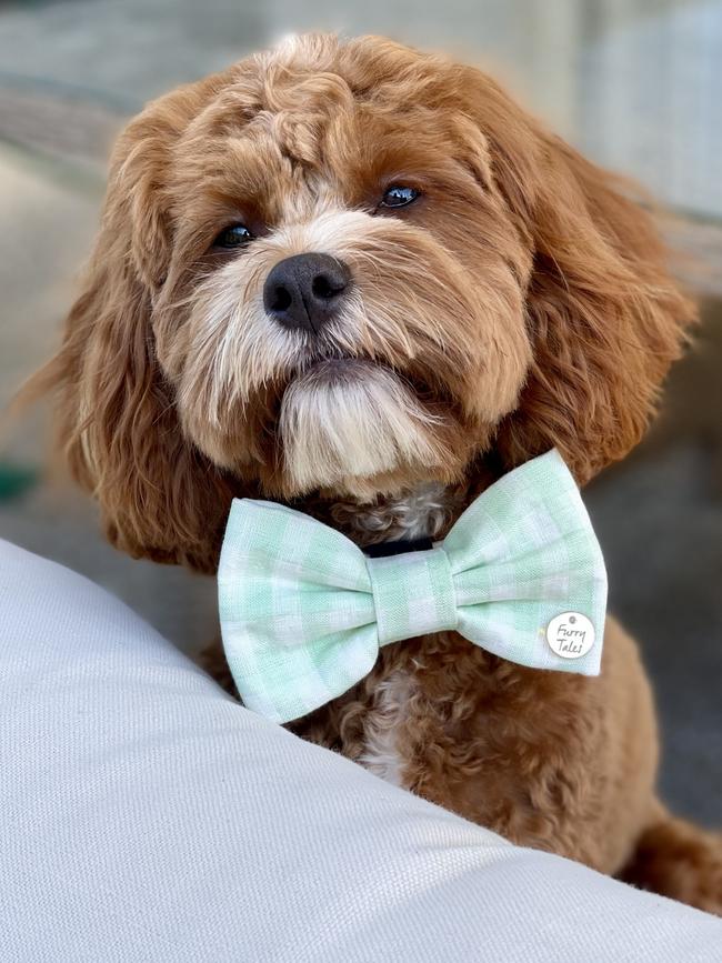 Ziggy the cavoodle, sent in by Adam Lee, Marion.