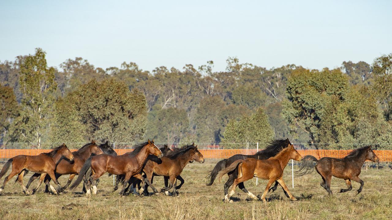 Parks Victoria to shoot 500 Barmah brumbies and start on 5000 in Alps The Weekly Times