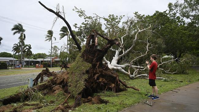 A tree is shown knocked over by strong winds on January 26, 2024 in Townsville, as tropical Cyclone Kirrily made landfall near Townsville. Photo by Ian Hitchcock/Getty Images.