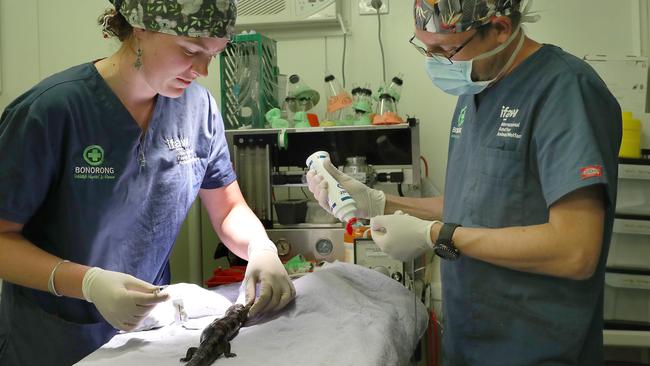 Vet Doctor Evie Clarke and vet nurse Matt Clement with a blue tongue lizard being treated at the hospital. Bonorong Wildlife Hospital at the Bonorong Wildlife Sanctuary that treats many native animals effected by road kill. Picture: Nikki Davis-Jones