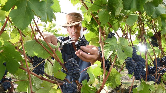 Winemakers this year are impressed by the quality of the canopy.