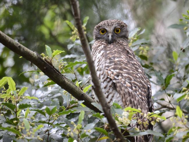 The Powerful Owl is listed as threatened in Victoria under the Flora &amp; Fauna Guarantee Act 1988. Picture: DELWP/Michael Sverns