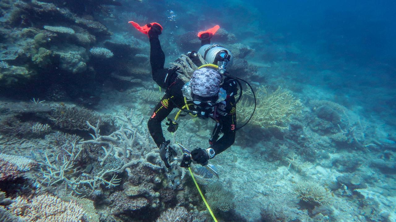 Record coral cover for Great Barrier Reef: Australian Institute of ...