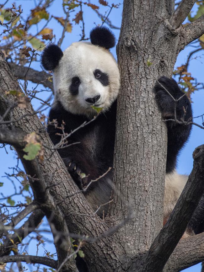 Fu Ni, up a tree in late July during her breeding season last year. Picture: Adrian Mann/ZoosSA