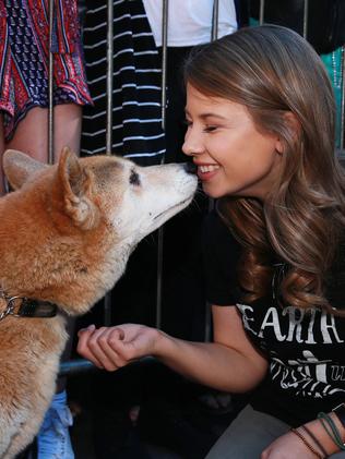 Bindi Irwin receives a birthday kiss from a dingo. Picture: Claudia Baxter