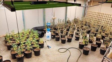 Police uncovered a total of 231 plants at the Worrigee home. Picture: NSW Police