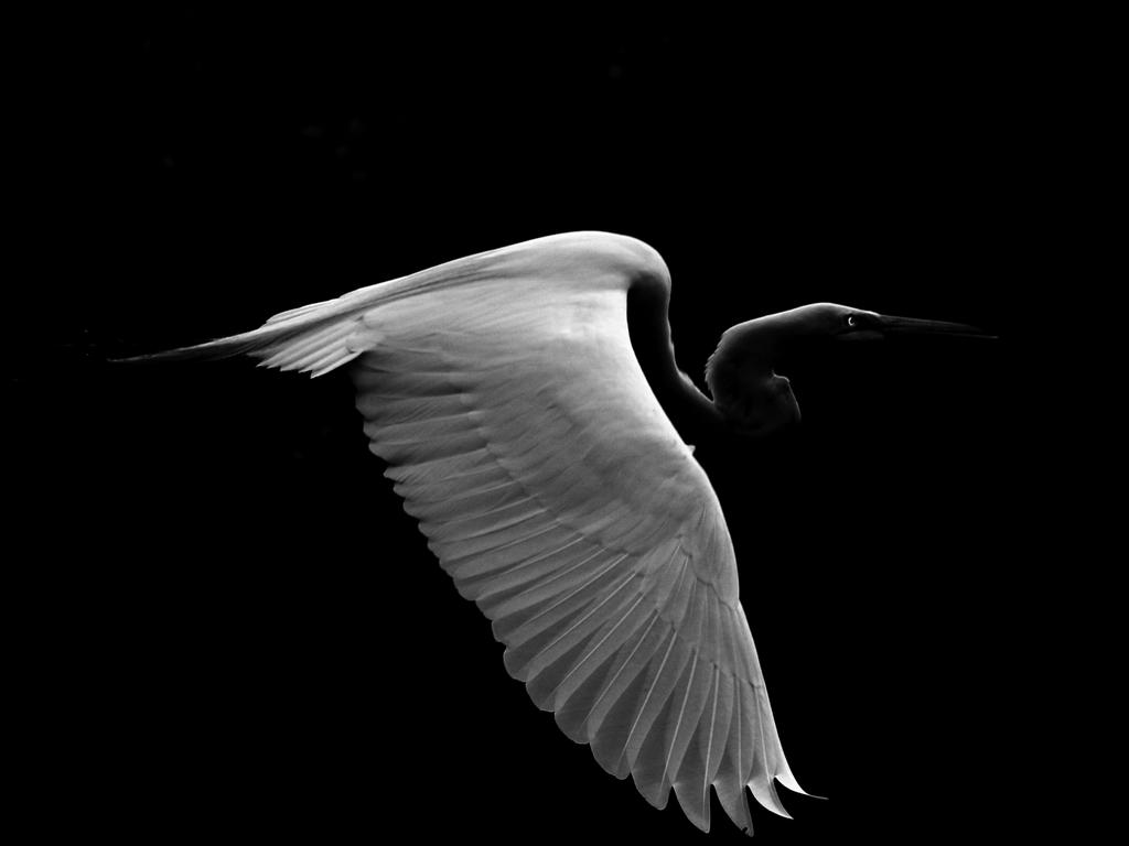 In Flight. Steve Irwin’s 13-year-old son Robert demonstrates an exceptional talent behind the lens with a series of candid and close-up images of wildlife in their natural habitats. Picture: Robert Irwin