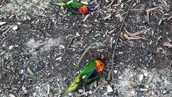 Dead parrots found in January next to EastLink sound barriers near Oxford Reserve in Nunawading. Picture: Supplied.