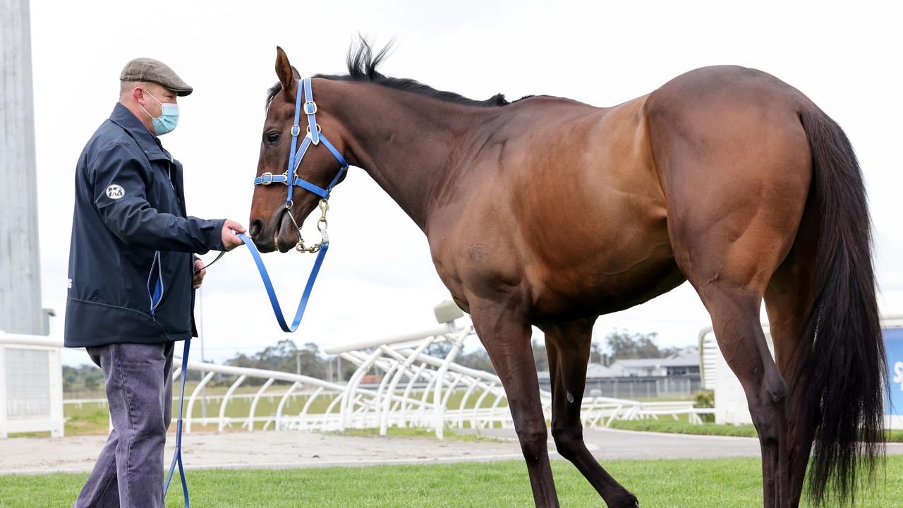 Incentivise is being favoured by punters. (George Sal/Racing Photos via Getty Images)