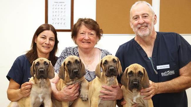 Breeder Deidre McRae, centre, with Bellarine Veterinary Practice nurse Helen Daglas and practice owner Dr John Quinane with the four Great Dane puppies. Picture: Alison Wynd