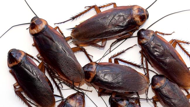 Roaches In Bathroom