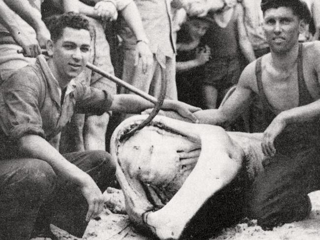 Kirra Shark attack LtoR Gordon & joe Doniger with the 11'6'' tiger shark which killed their clubmates Norm Girvan & Jack Brinkley