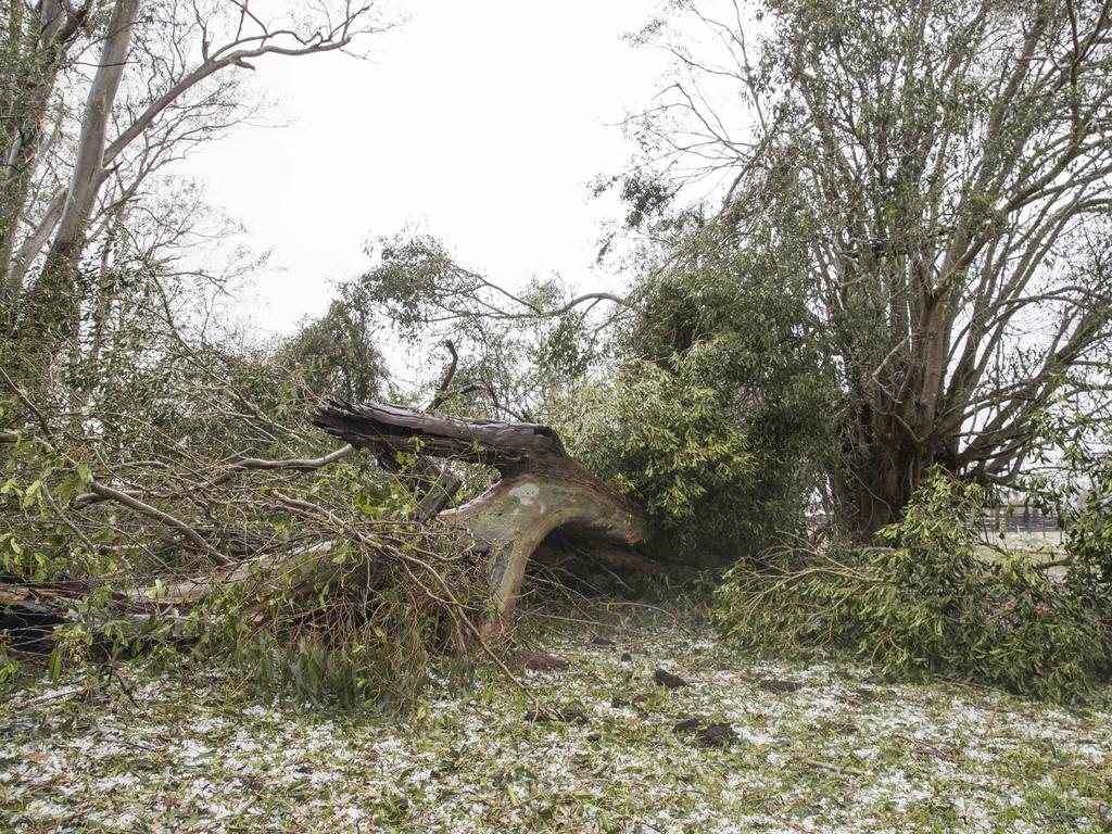 A giant tree lays fallen over fencing after a super cell storm tore through Long Flat south of Gympie. Photo Lachie Millard