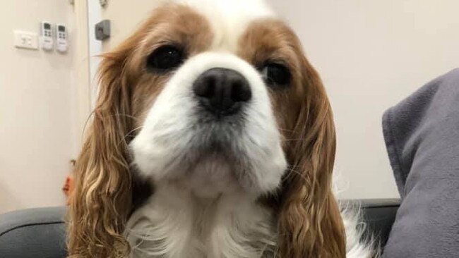 Gizmo went missing from his home in Greystanes in 2019. Picture: Supplied