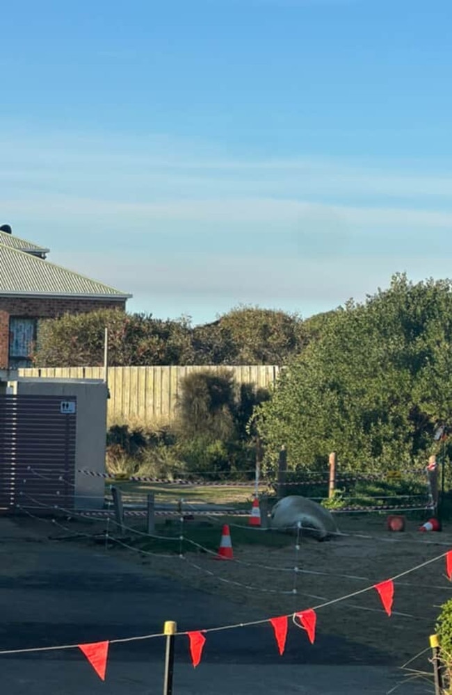Neil the seal is back in Tassie attempting to knock over bollards. Picture: @bridgeswims/Bridget Males