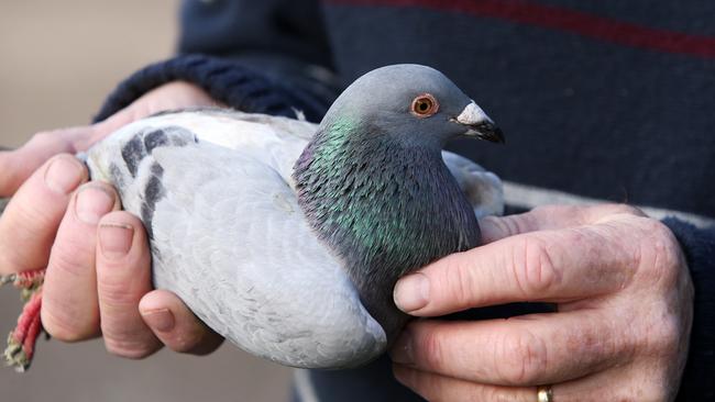 Racing pigeon rescued by Lindfield vet and reunited with Newcastle ...