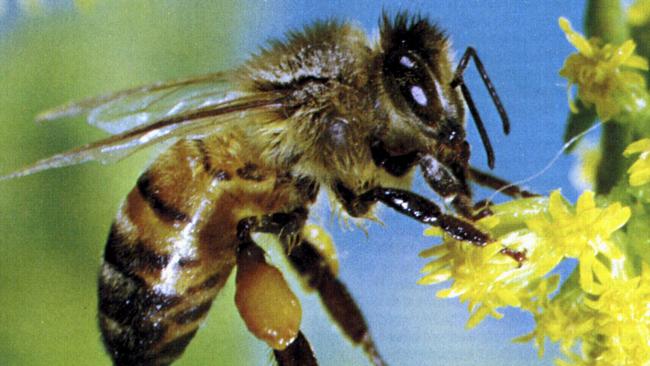 They might seem innocent, but bees kill more than sharks and spiders.