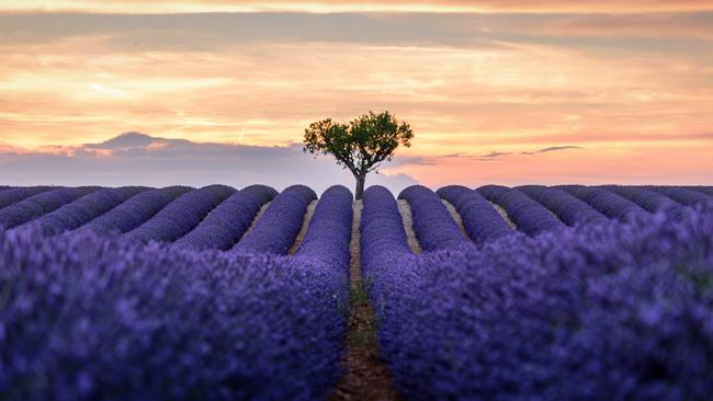 A lavender field near Valensole, in the south of France.